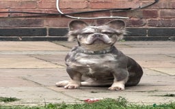 French Bulldog dogs for sale: Fluffy French bulldog  - Image 7