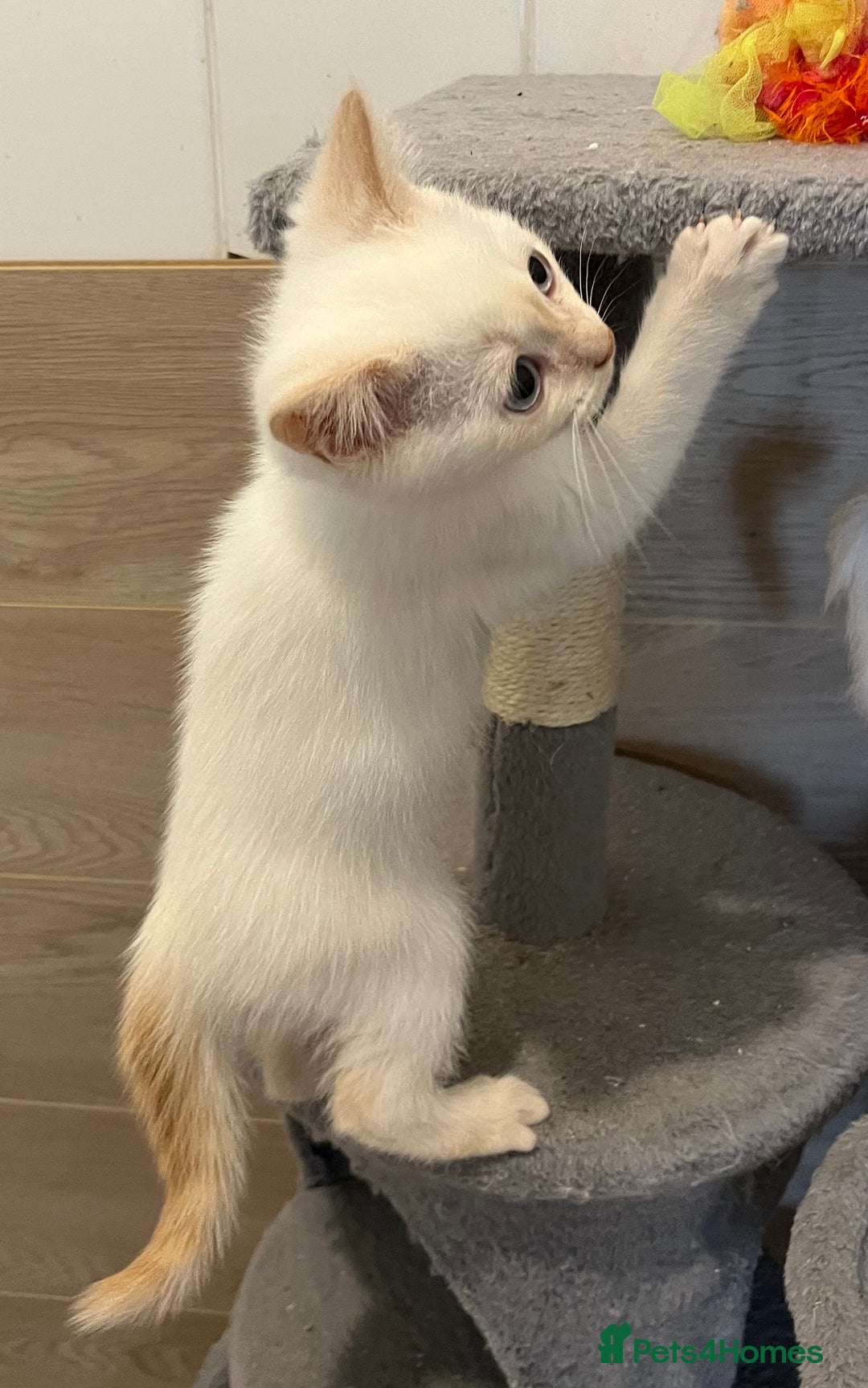 Ragdoll cats for sale: Ragdoll x Persian kittens  - Image 7