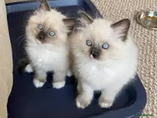 Ragdoll cats adorable ragdoll kittens - Advert 12