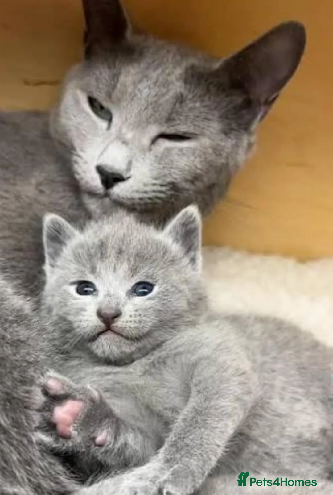 Mixed Breed cats for sale: Gorgeous Grey/blue female kittens  - Advert 1