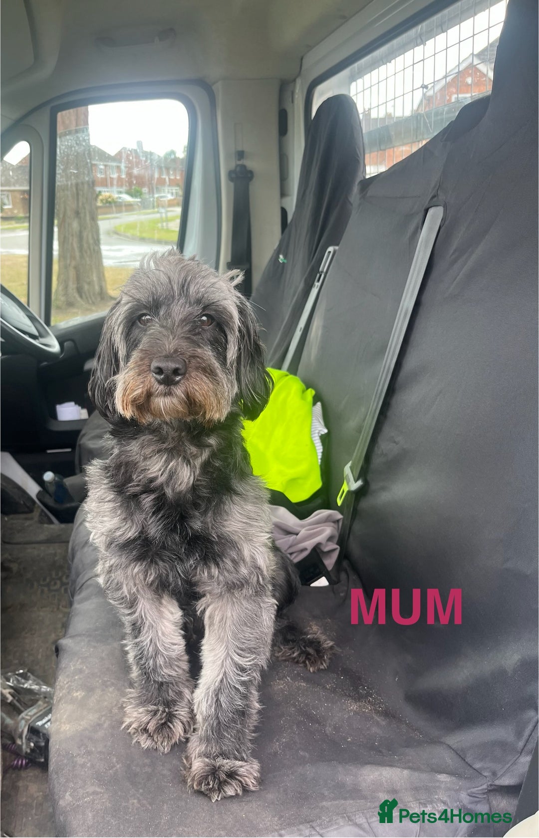 Cockapoo dogs for sale: F1b Cockapoo Puppies  - Advert 10