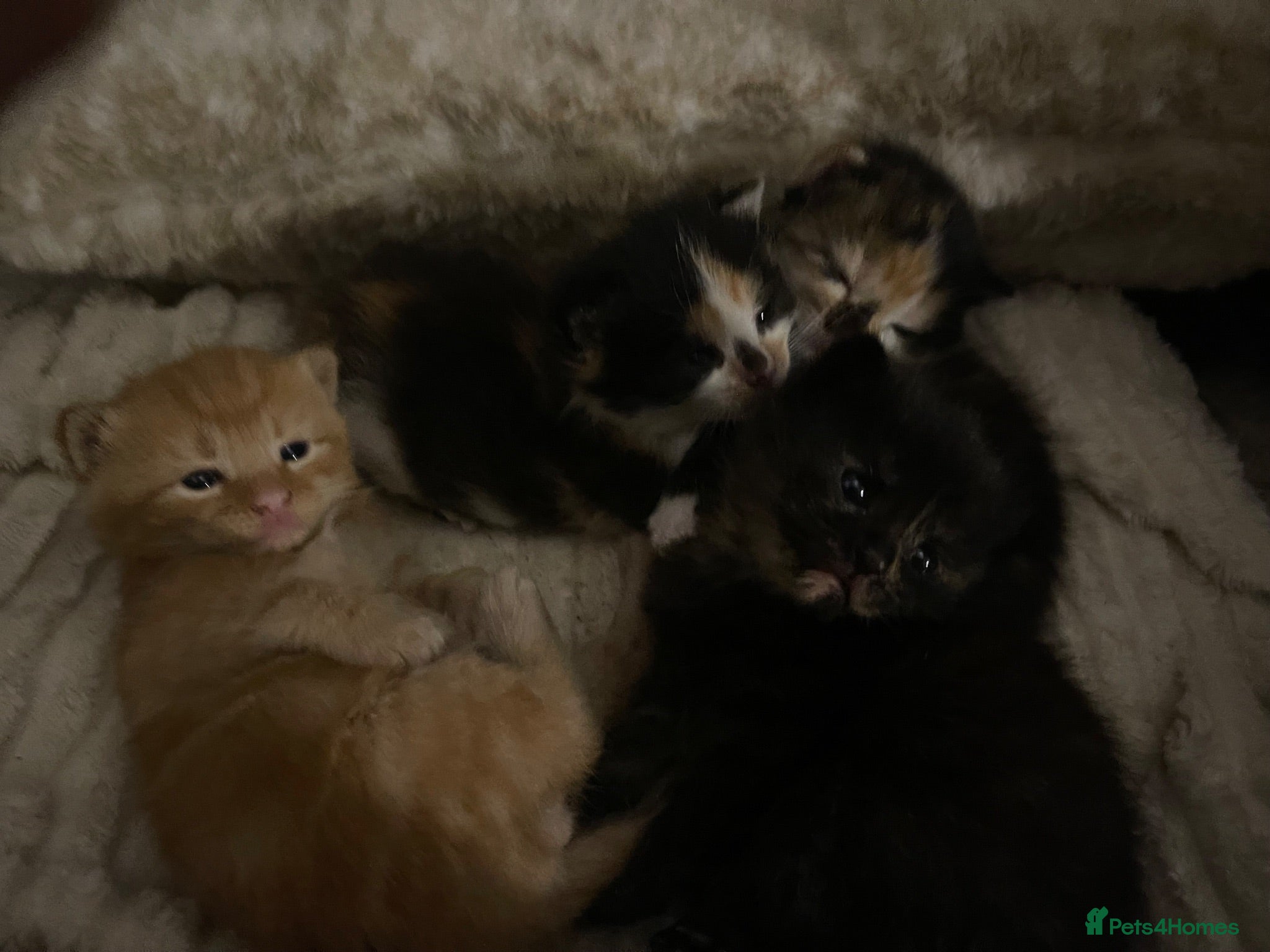 Mixed Breed cats 5 Adorable kittens and Mummy  - Advert 1