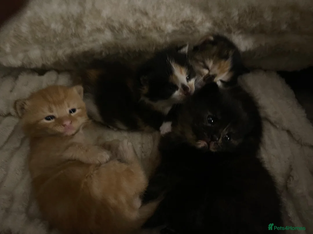 Mixed Breed cats for sale: 5 Adorable kittens and Mummy  - Advert 1