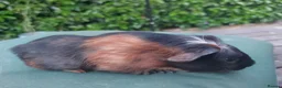 Guinea Pig rodents for sale: Beautiful baby Guinea PIgs - Advert 8