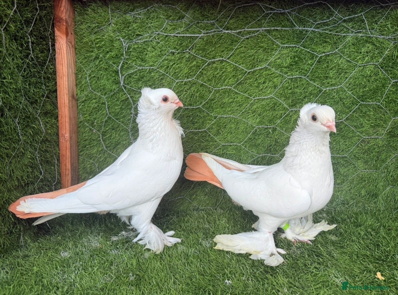 Pigeons birds Premium Breeding Pigeons Top Quality Pairs Availab - Advert 2