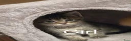 Mixed Breed cats for sale: Kittens for sale in Rhyl - Advert 4