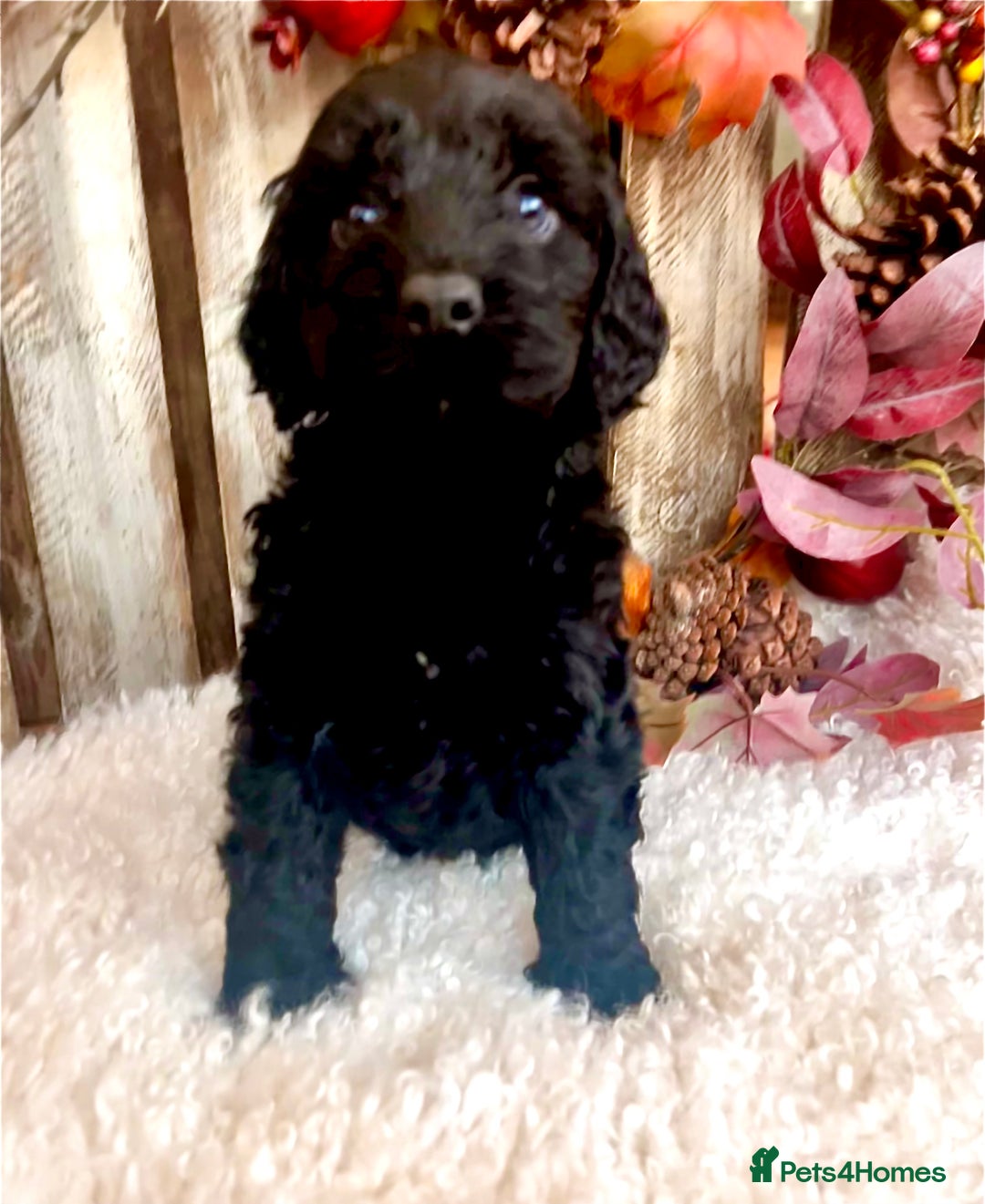 Cockapoo dogs for sale: Quality Cockapoo Puppies Blue Merle / Golden  - Advert 14