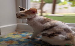 Devon Rex cats for sale: ✨Stunning Devon Rex girl- available now - Image 2