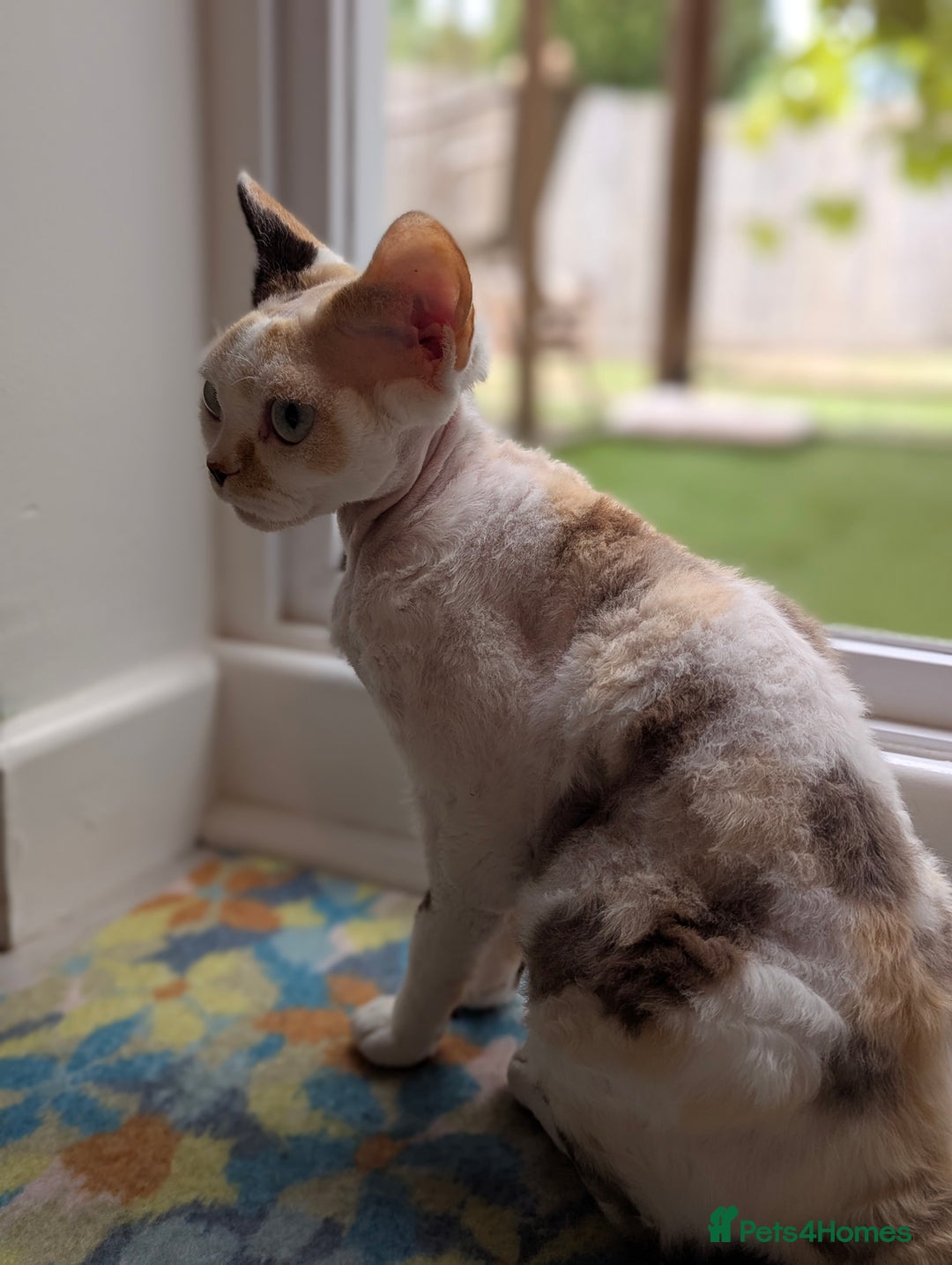 Devon Rex cats for sale: ✨Stunning Devon Rex girl- available now - Image 2