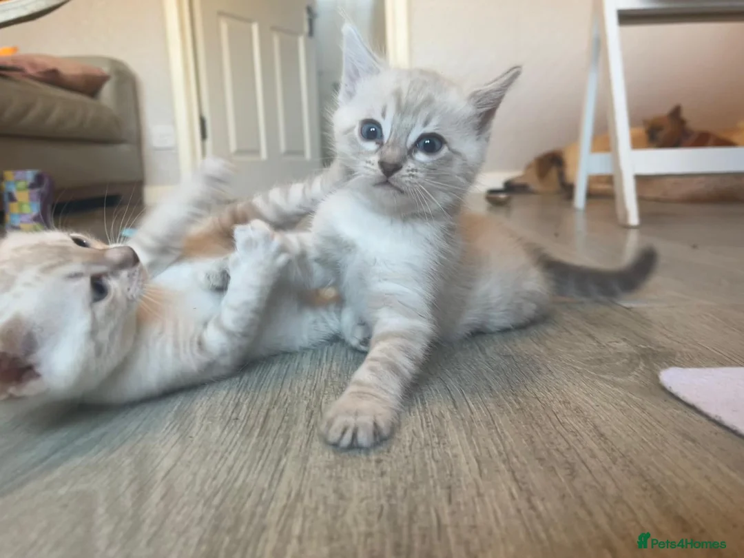 Bengal cats for sale: 🌟 LAST 2 !!  Stunning seal lynx (snow) - Advert 1