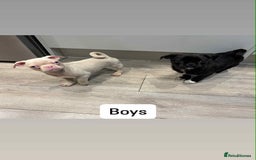 Pug dogs for sale: 🐾 Adorable 9-Week-Old Pug Puppies 🐾 - Image 3