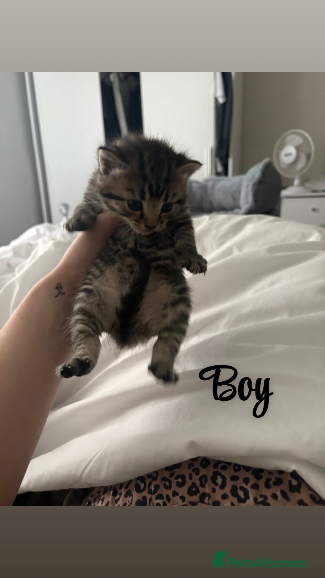 Siberian cats for sale: Beautiful British short hair x kittens  - Advert 2