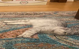British Shorthair cats for sale: Tuxedo cat 5 months  - Image 5