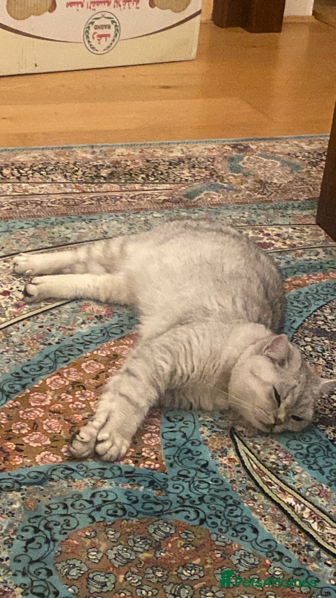 British Shorthair cats for sale: Tuxedo cat 5 months  - Image 5