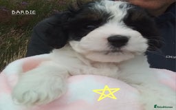 American Cocker Spaniel dogs for sale: SIX SNUGGLE MUFFINS AMERICAN COCKER, TOY POODLE - Image 32