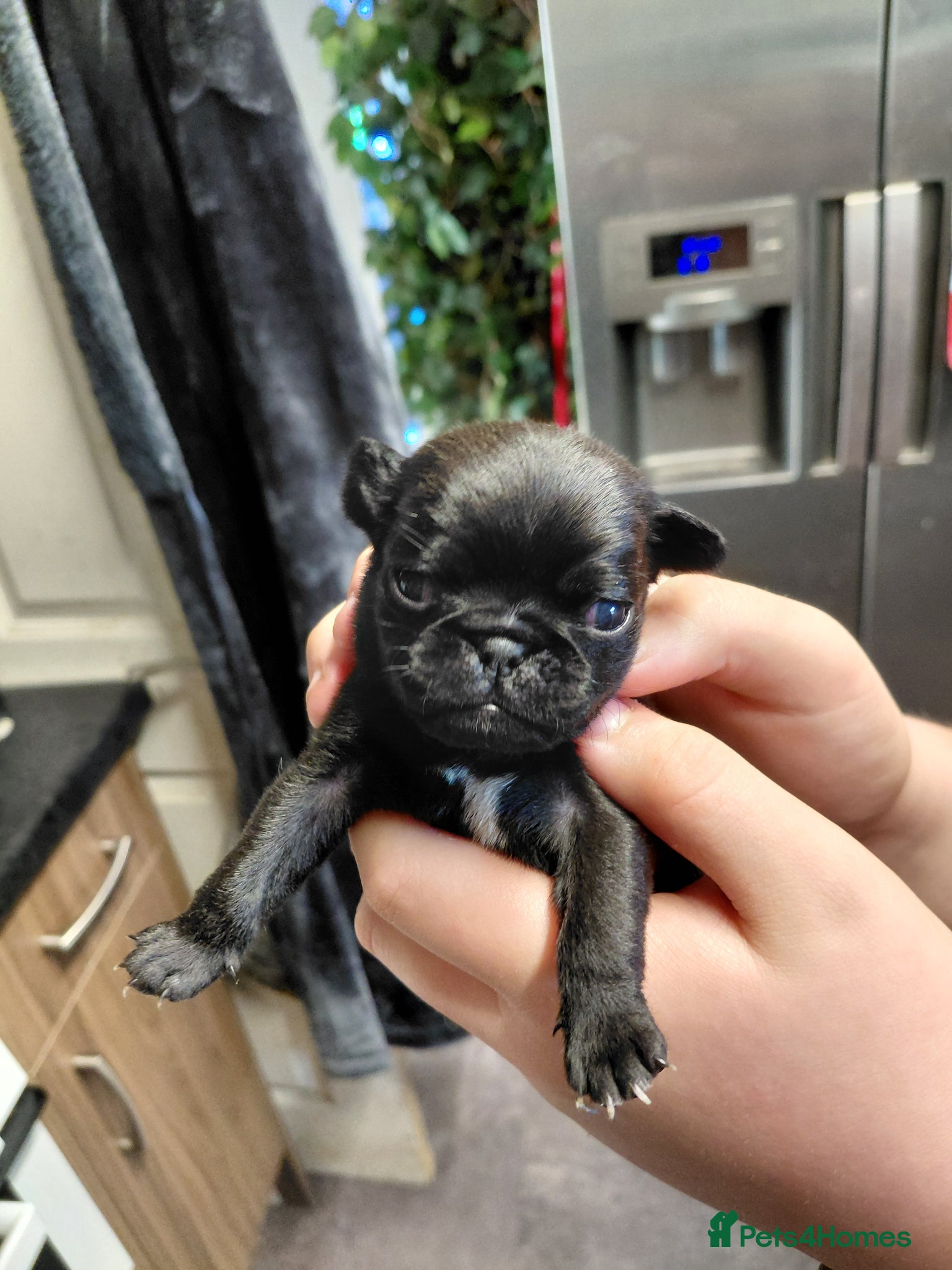 Pug dogs 1 female pug puppies ready in 6 weeks - Advert 15