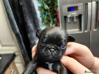 Pug dogs 1 female pug puppies ready in 6 weeks - Advert 15