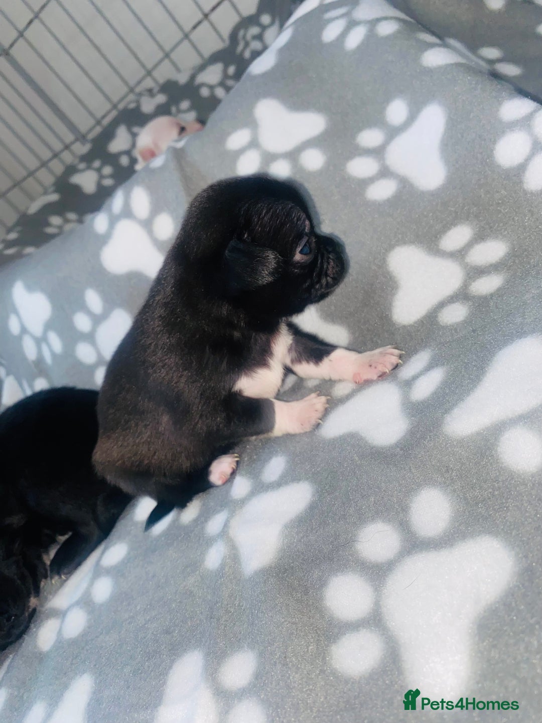 Chug dogs for sale: Chug puppies - Image 3