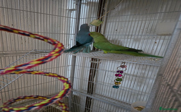 Ringnecks birds - Advert 1