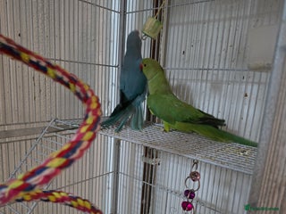 Ringnecks birds - Advert 6