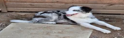 Border Collie dogs for sale: Blue merle border collie for sale  - Advert 12