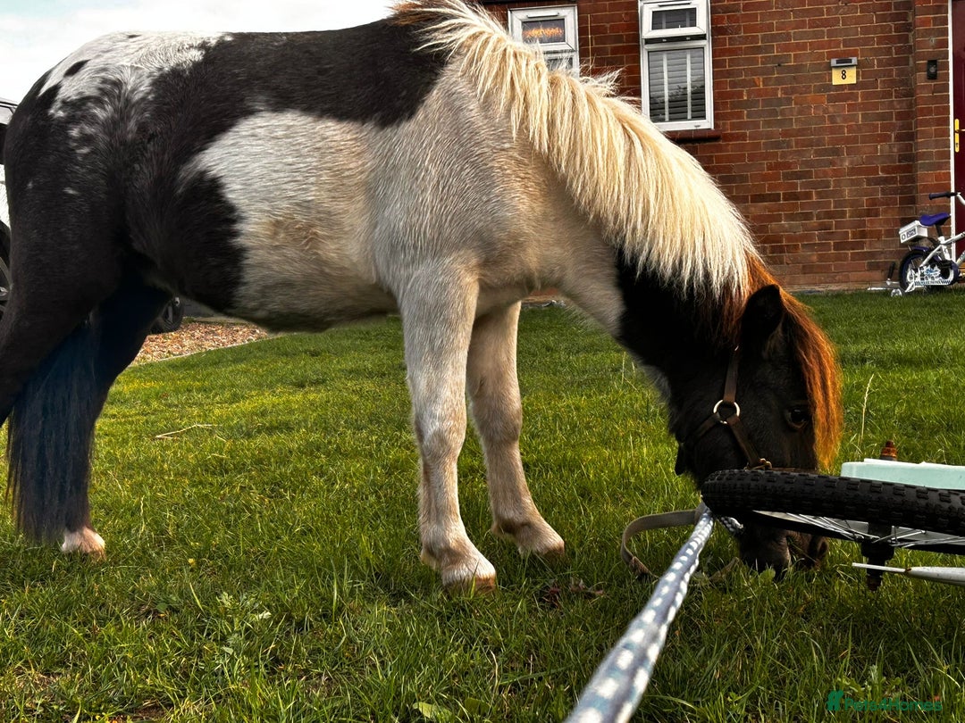 Shetland pony horses for sale: Shetland colt  - Image 3