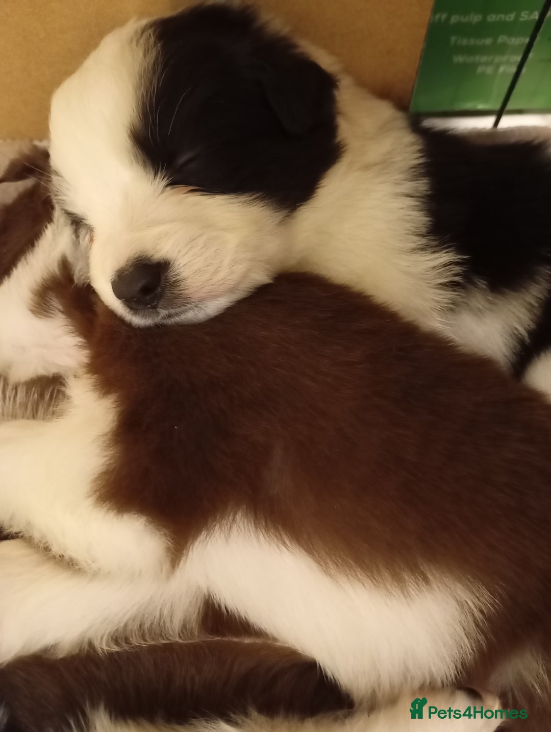 Border Collie dogs for sale: Stunning border collie babies - Advert 9