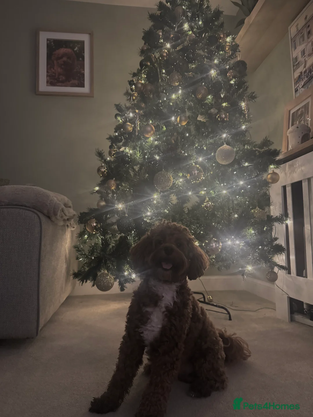 Cockapoo dogs for stud: Miniature 2 year old cockapoo boy ready for stud.  - Advert 4