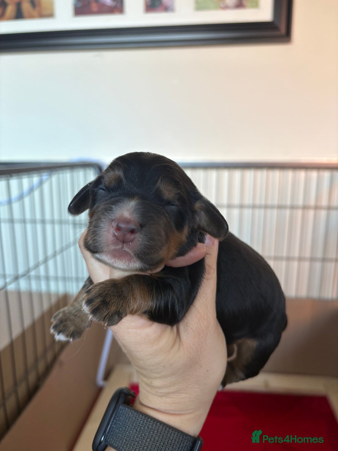 Cocker Spaniel dogs for sale: Stunning WCS pups - Image 15