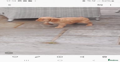 Cocker Spaniel dogs - Advert 10