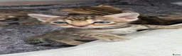 Bengal cats for sale: 🐾 Our beautiful Bengal kittens are now ready in Leicester - Advert 17
