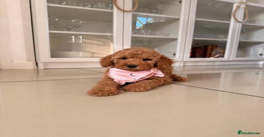 Australian Labradoodle dogs - Advert 10