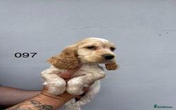 Cocker Spaniel dogs for sale: Fabulous Cocker Spaniel Pupies - Image 7
