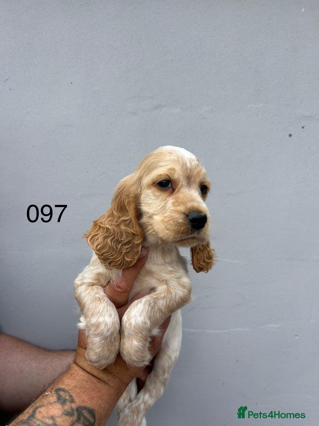 Cocker Spaniel dogs for sale: Fabulous Cocker Spaniel Pupies - Image 7