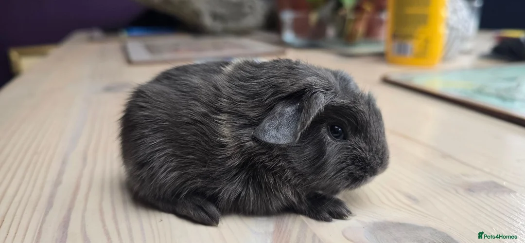 Guinea Pig rodents for sale: Swiss boar and smooth blue - Advert 2