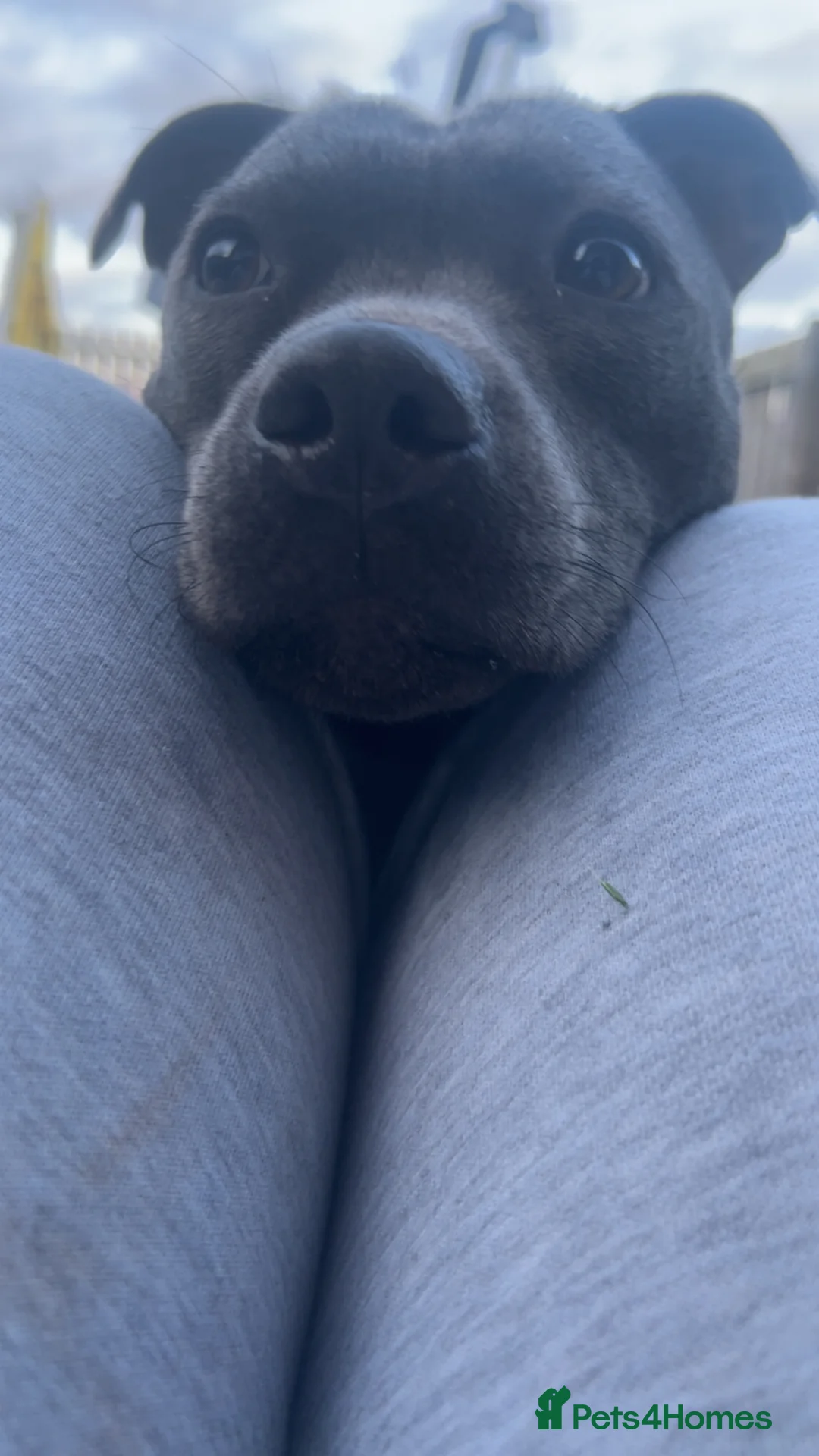 Staffordshire Bull Terrier dogs for sale: 2 year old staffy to rehome  - Advert 2