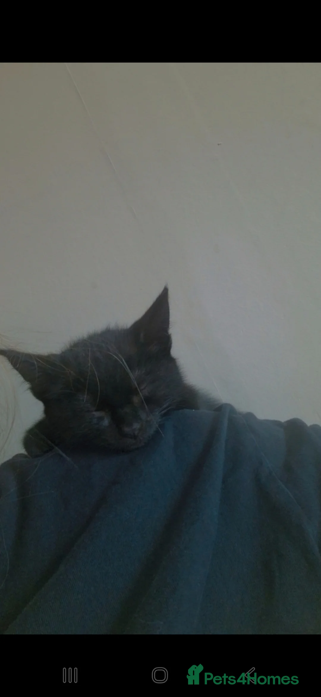 Mixed Breed cats for sale: Binxie in Bedlington - Advert 2