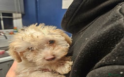 Mixed Breed dogs for sale: Crestepoo puppies  - Image 4