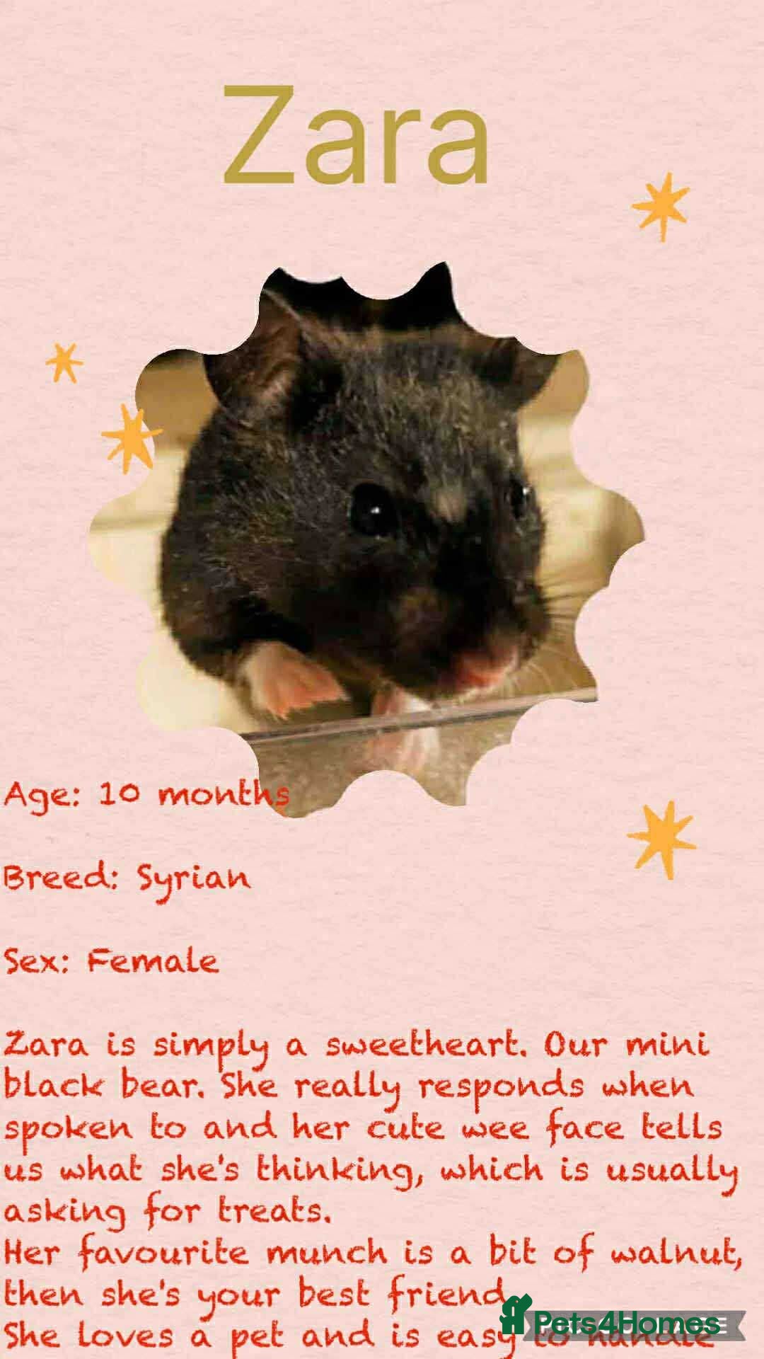 Hamster rodents for sale: Hamsters for adoption  - Image 5