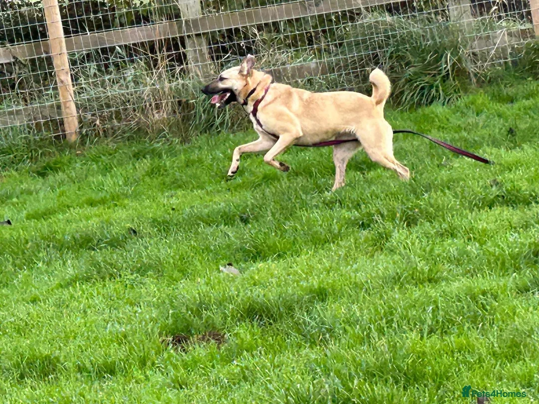 Mixed Breed dogs for adoption: Isodora - Norwich Norfolk  in Norwich - Advert 11