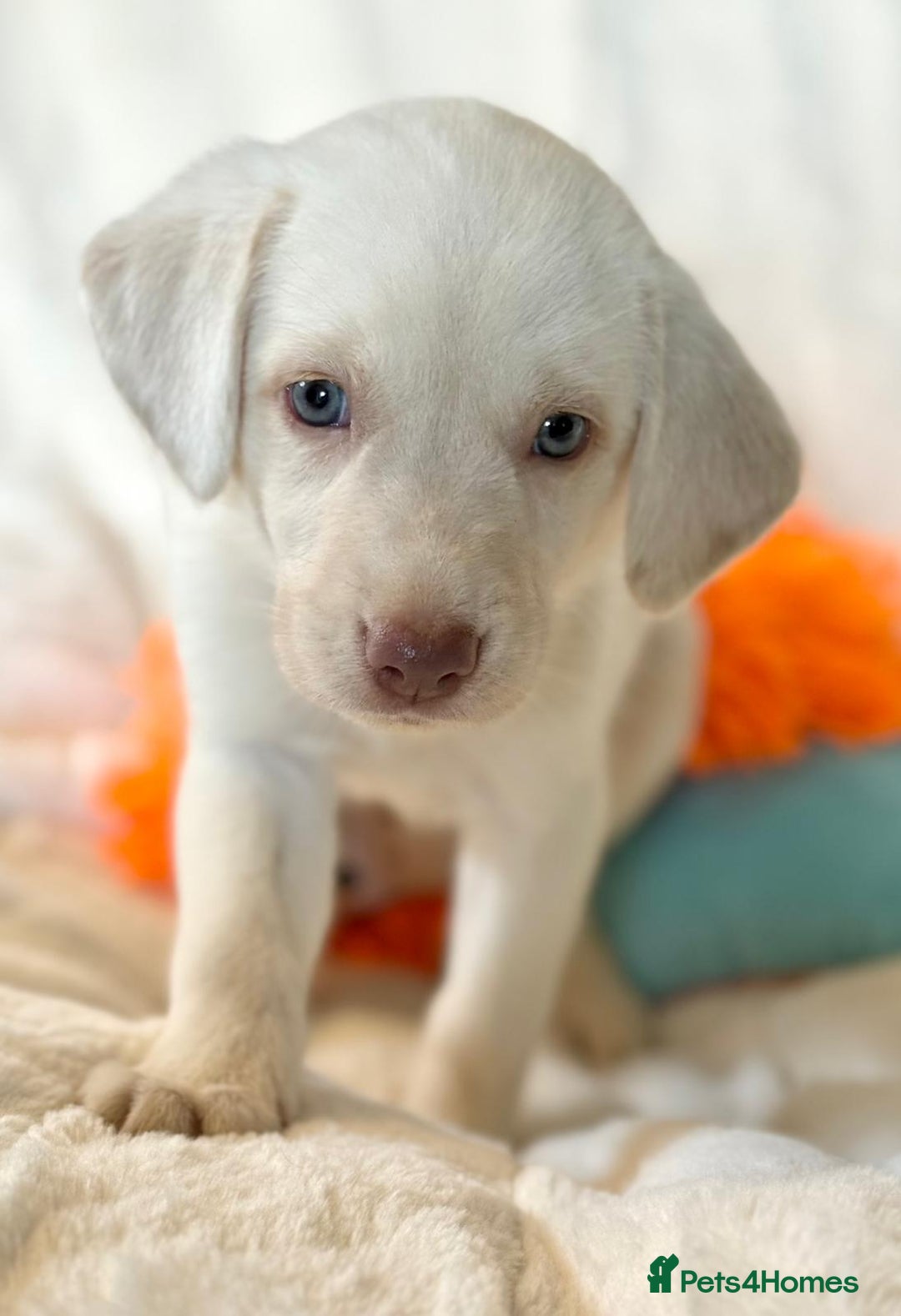 Labrador Retriever dogs for sale: KC Reg Fully Health Tested Labrador Pups - Image 14