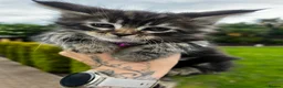 Maine Coon cats for sale: 🤩MAINE COON pedigree/genetic testing 🤩 - Advert 23