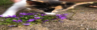 Mixed Breed Kitten 3
