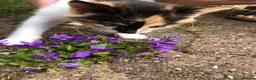 Mixed Breed cats for sale: Adorable Kittens Ready for their Forever Homes - Advert 7