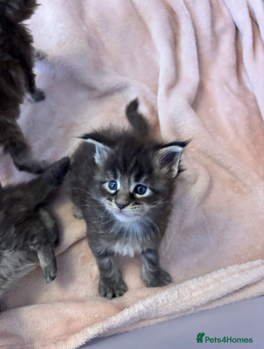 Maine Coon cats for stud: Proven Red tabby Maine coon stud - Advert 22