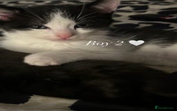 Mixed Breed cats for sale: Adorable Ragdoll/Domestic Kittens - Image 5
