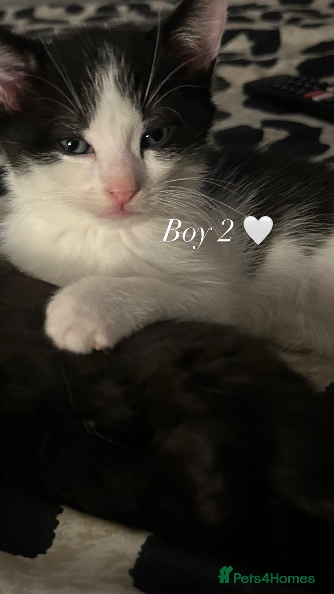 Mixed Breed cats for sale: Adorable Ragdoll/Domestic Kittens - Image 5