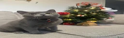 British Shorthair cats for sale: 🧶🐈‍⬛🎈ADORABLE BSH KITTIES🎈🐈‍⬛🧶 - Advert 10