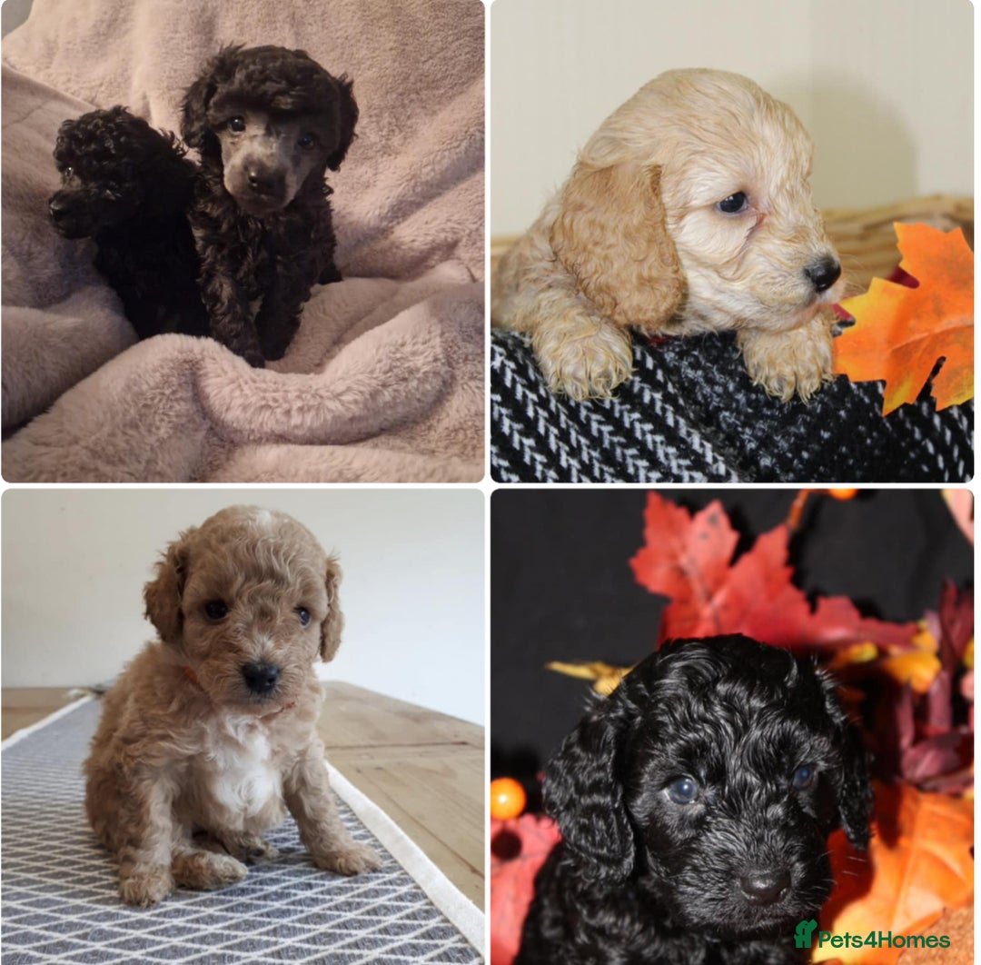 Toy Poodle dogs for stud: KC Registered Blue Silver Phantom Health Tested  in Preston - Image 4