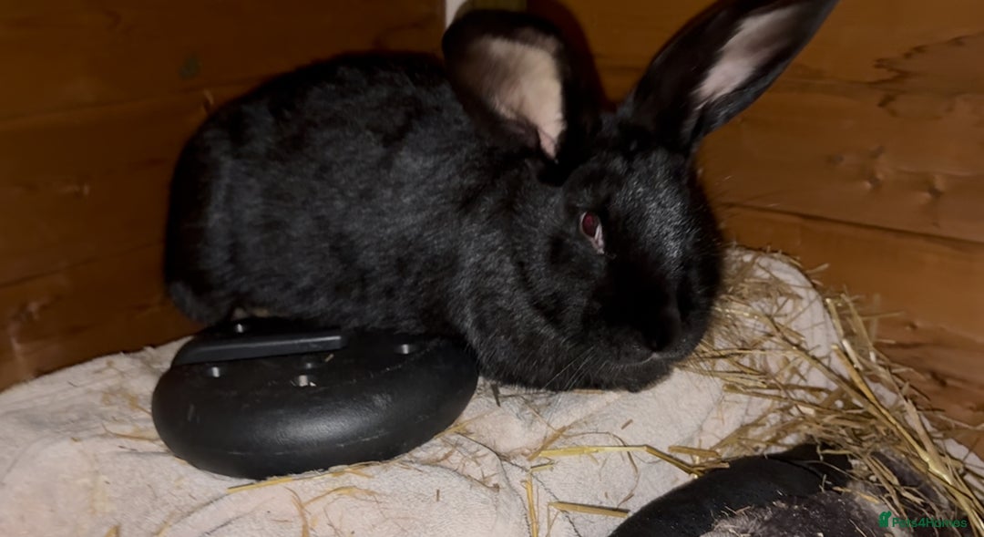 Mixed Breed rabbits for sale: Two Bucks  - Advert 6